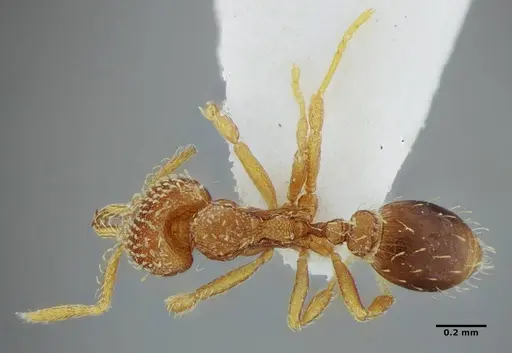 Strumigenys louisianae - ANTWEB1038235