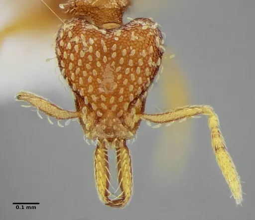 Strumigenys louisianae - ANTWEB1038235