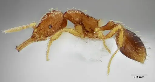 Strumigenys louisianae - ANTWEB1038235