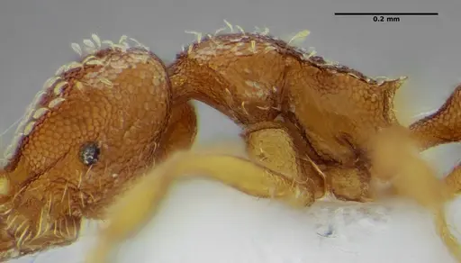 Strumigenys louisianae - ANTWEB1038235