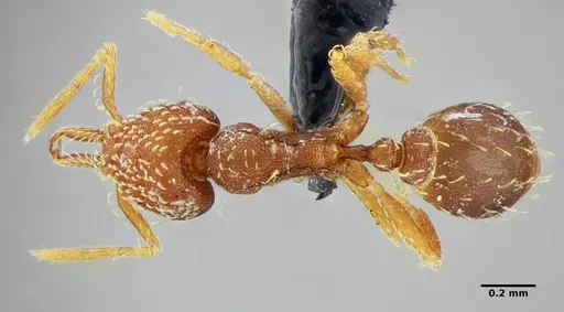 Strumigenys louisianae - ANTWEB1038237