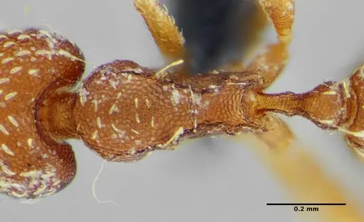 Strumigenys louisianae - ANTWEB1038237