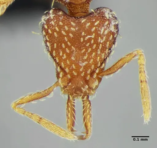 Strumigenys louisianae - ANTWEB1038237