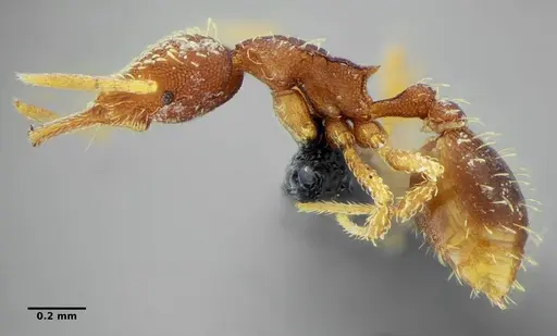 Strumigenys louisianae - ANTWEB1038237