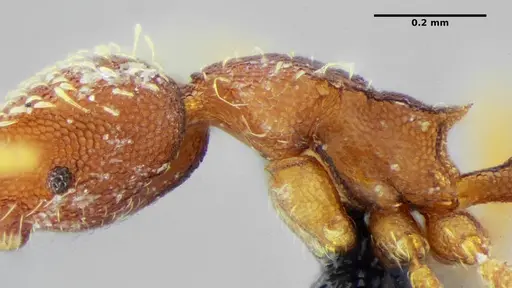 Strumigenys louisianae - ANTWEB1038237