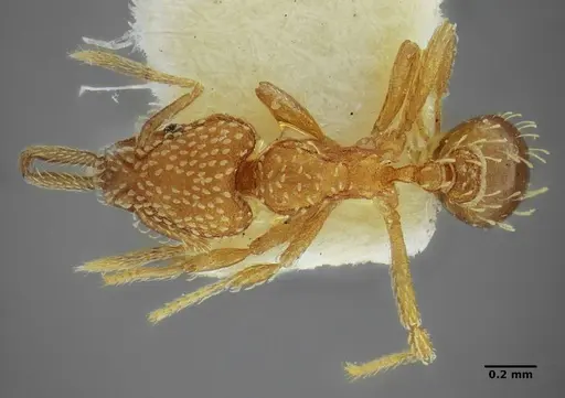 Strumigenys louisianae - ANTWEB1038243