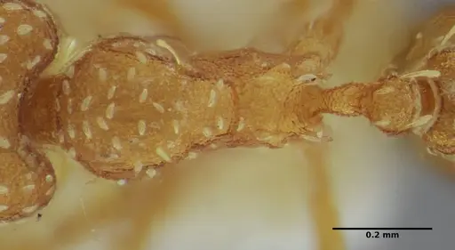 Strumigenys louisianae - ANTWEB1038243