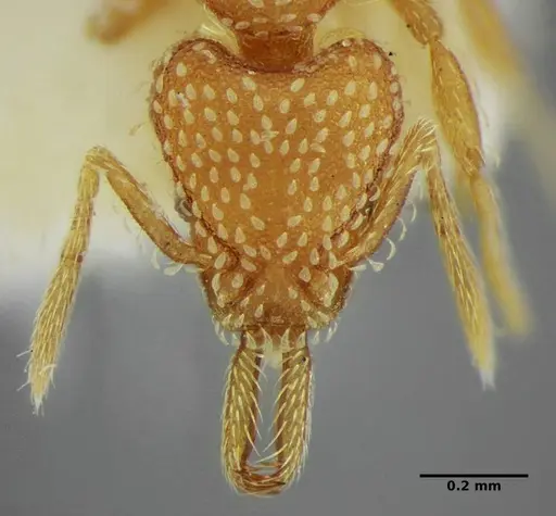 Strumigenys louisianae - ANTWEB1038243
