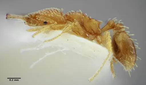 Strumigenys louisianae - ANTWEB1038243