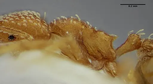 Strumigenys louisianae - ANTWEB1038243