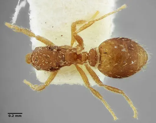 Strumigenys louisianae - ANTWEB1038244