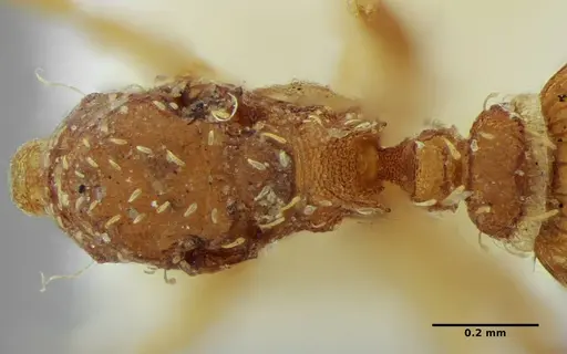 Strumigenys louisianae - ANTWEB1038244