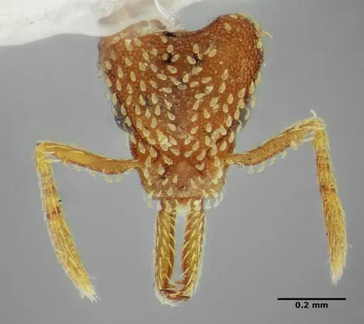 Strumigenys louisianae - ANTWEB1038244