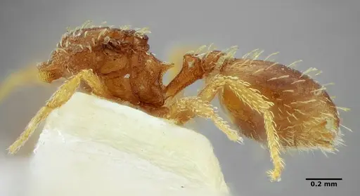 Strumigenys louisianae - ANTWEB1038244