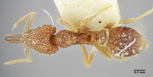 Strumigenys louisianae - ANTWEB1038246