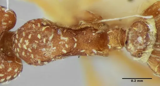 Strumigenys louisianae - ANTWEB1038246