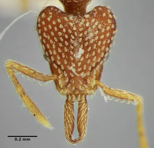 Strumigenys louisianae - ANTWEB1038246
