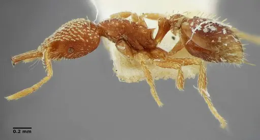 Strumigenys louisianae - ANTWEB1038246