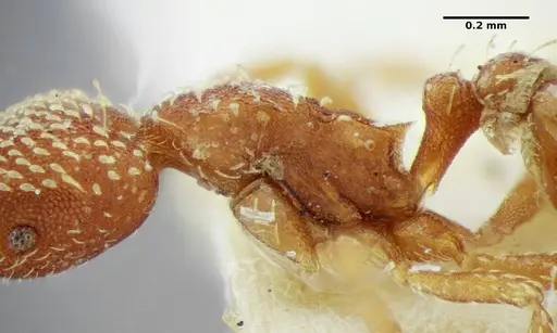 Strumigenys louisianae - ANTWEB1038246