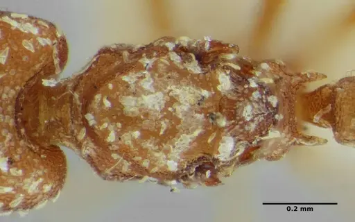 Strumigenys louisianae - ANTWEB1038247