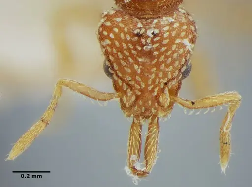 Strumigenys louisianae - ANTWEB1038247