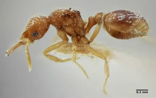 Strumigenys louisianae - ANTWEB1038247