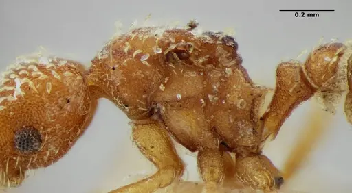 Strumigenys louisianae - ANTWEB1038247