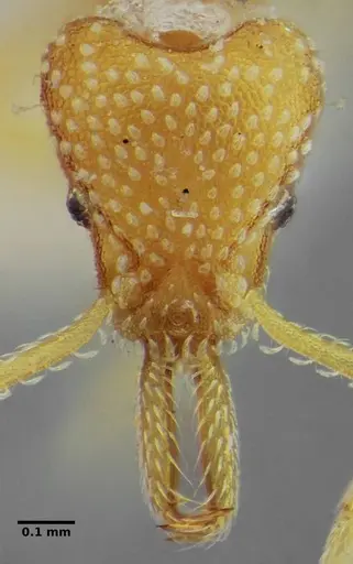 Strumigenys louisianae - ANTWEB1038314