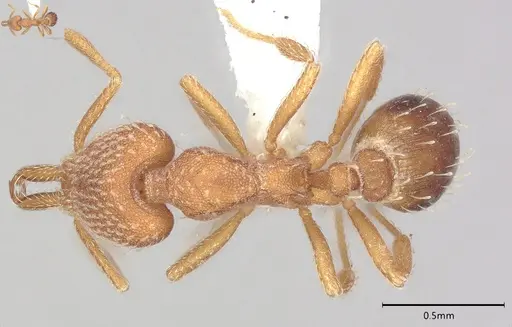 Strumigenys louisianae - CASENT0000315