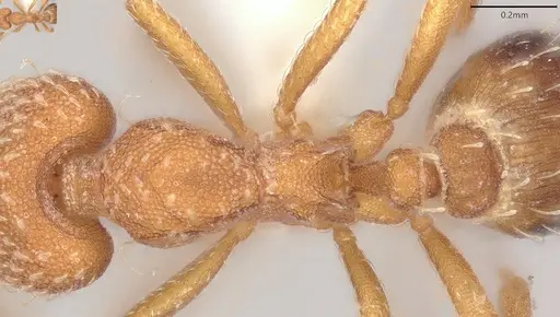 Strumigenys louisianae - CASENT0000315