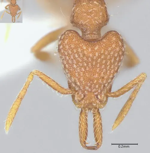 Strumigenys louisianae - CASENT0000315