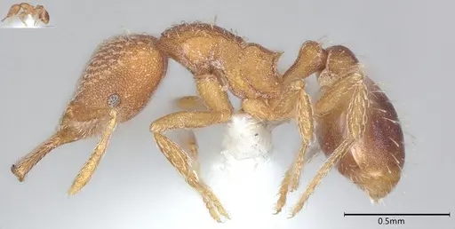 Strumigenys louisianae - CASENT0000315