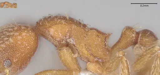 Strumigenys louisianae - CASENT0000315