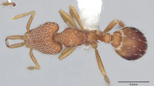 Strumigenys louisianae - CASENT0000317