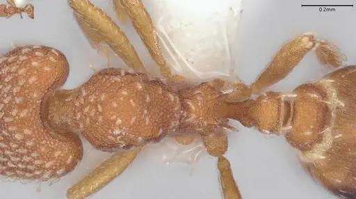 Strumigenys louisianae - CASENT0000317