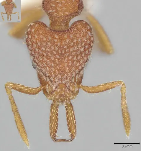 Strumigenys louisianae - CASENT0000317