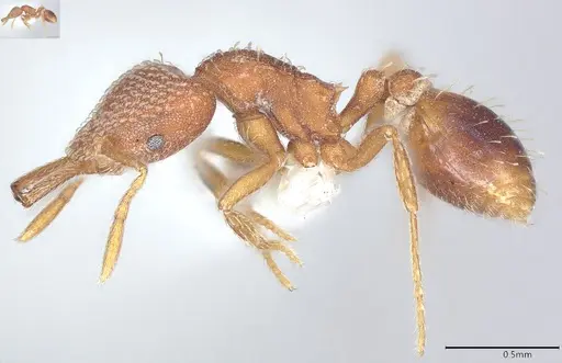 Strumigenys louisianae - CASENT0000317