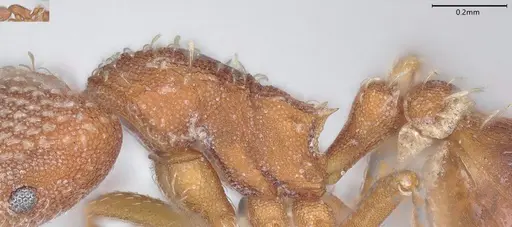 Strumigenys louisianae - CASENT0000317