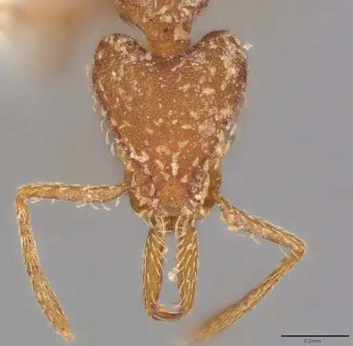 Strumigenys louisianae - CASENT0001972