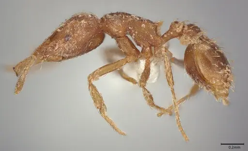 Strumigenys louisianae - CASENT0001972