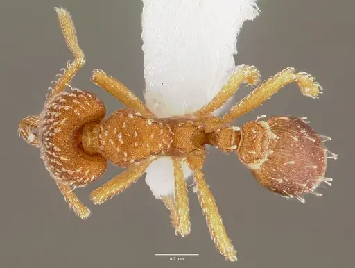 Strumigenys louisianae - CASENT0003321