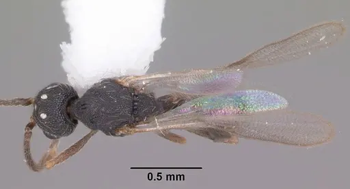 Strumigenys louisianae - CASENT0104199