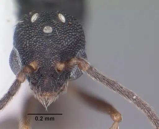 Strumigenys louisianae - CASENT0104199