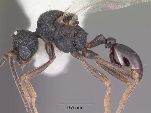 Strumigenys louisianae - CASENT0104199