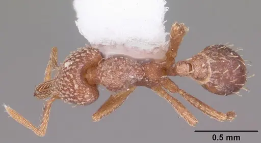 Strumigenys louisianae - CASENT0104527