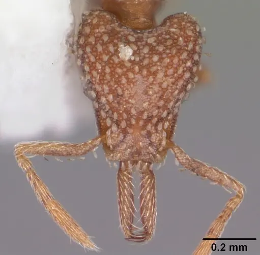 Strumigenys louisianae - CASENT0104527