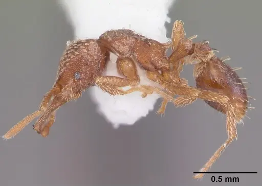 Strumigenys louisianae - CASENT0104527