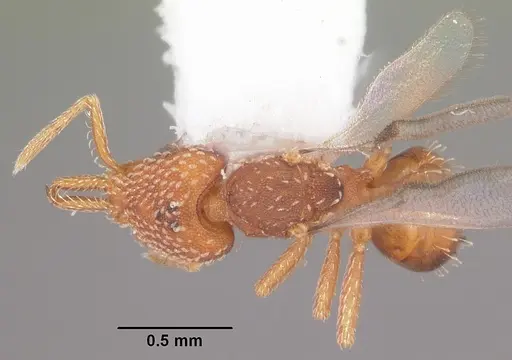 Strumigenys louisianae - CASENT0104528