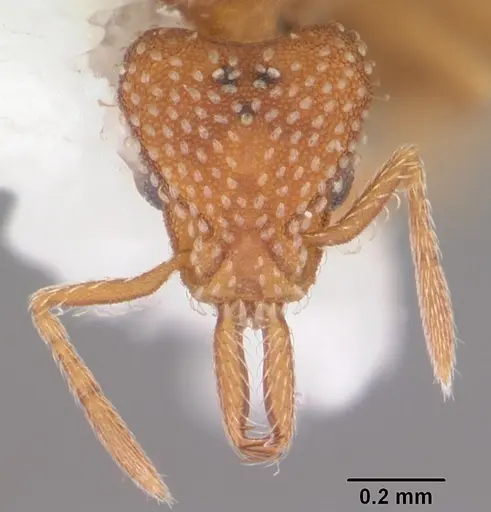 Strumigenys louisianae - CASENT0104528