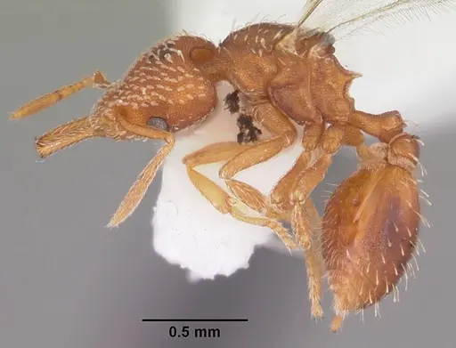 Strumigenys louisianae - CASENT0104528